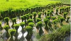 Different Types Cultivator